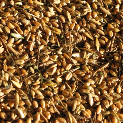 Grano carosella di pruno