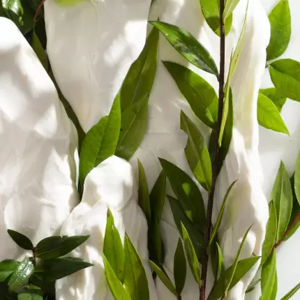 Mozzarella co' a murtedda