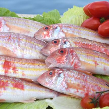 Triglia rossa di Punta Licosa